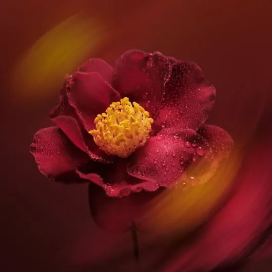 Aveda Miraculous Oil High-Shine Hair Concentrate 50ml - Image 5