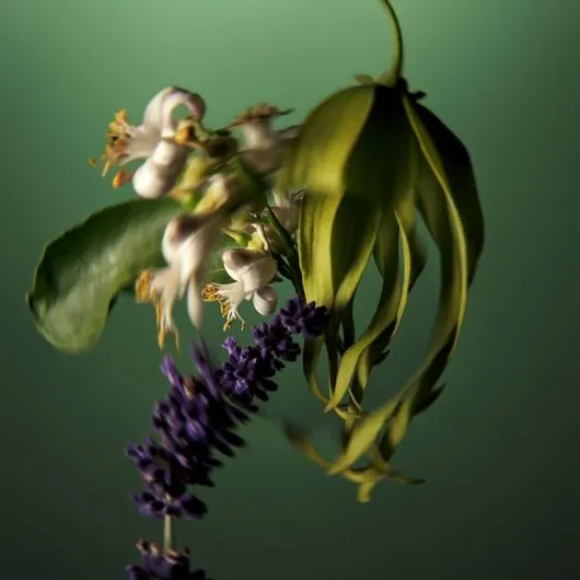 Aveda Miraculous Oil High-Shine Hair Concentrate 50ml - Image 4